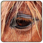 Equine Interactive Psychotherapy 